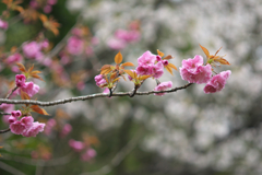 八重桜2