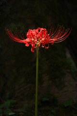 P1090425