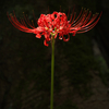 P1090425