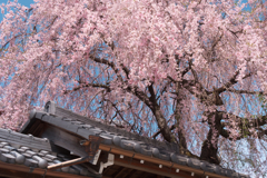 比叡山坂本 ぶらり桜の旅☆彡