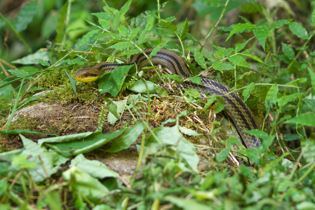 里山キノコの秋