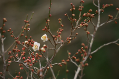 梅開花