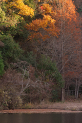 自然のアルバム☆彡