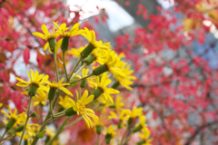 大阪梅田「新・里山」晩秋の輝き☆彡