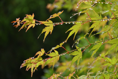 梅雨の頃