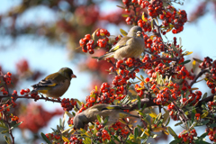 自然のアルバム④☆彡