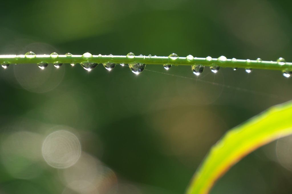 雨☆彡