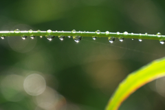 雨☆彡