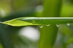 雨