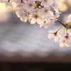 夕暮れ時の桜☆彡