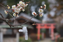天満宮の遅い春☆彡