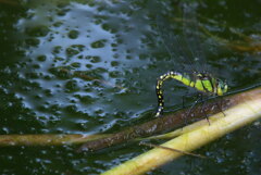 クロスジギンヤンマの産卵