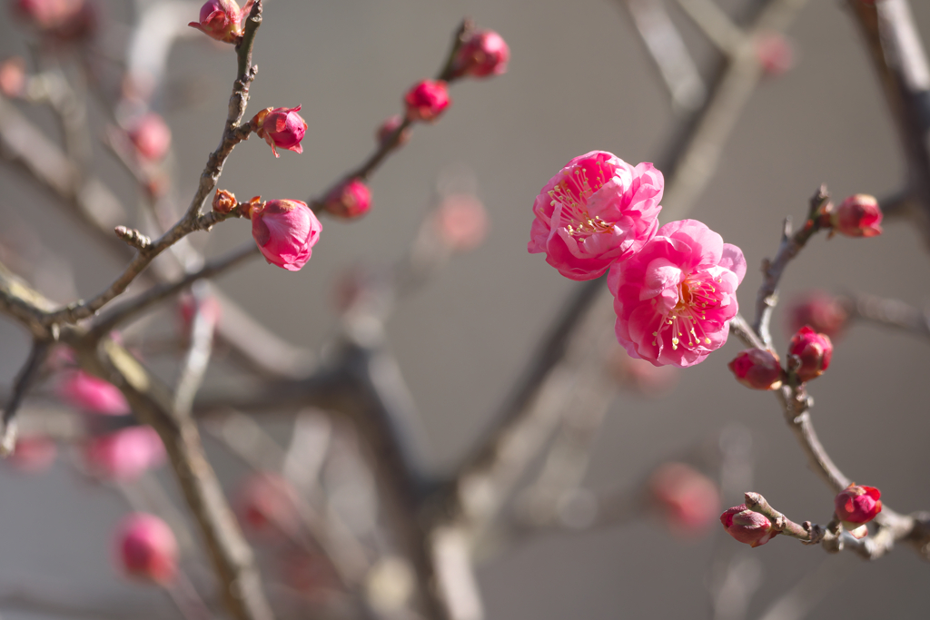 紅白咲き始め☆彡