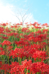 彼岸花の咲く頃①