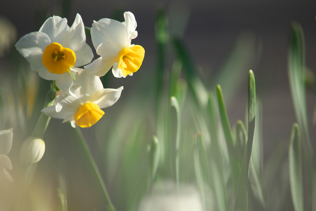 自然のアルバム④☆彡