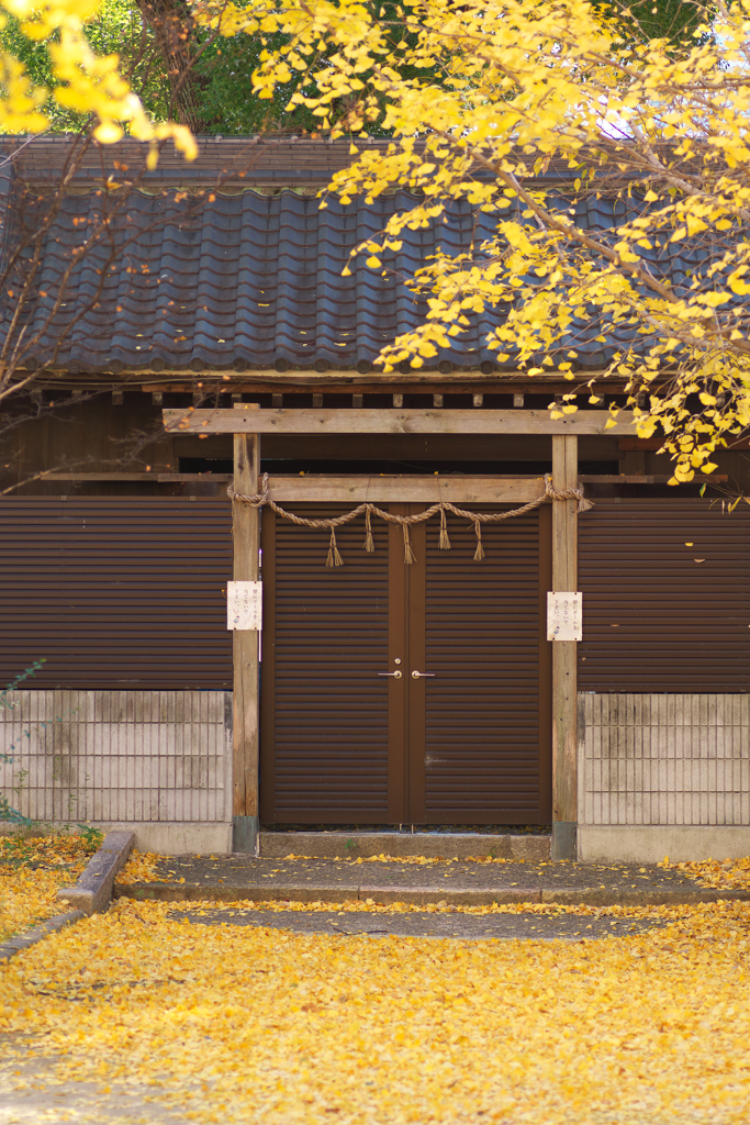 晩秋、銀杏の輝き☆彡