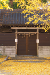 晩秋、銀杏の輝き☆彡