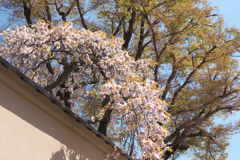 比叡山坂本 ぶらり桜の旅☆彡
