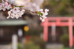 夕暮れ時の桜☆彡