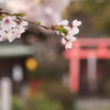夕暮れ時の桜☆彡
