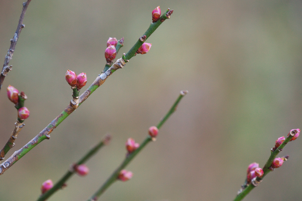 赤く染まる蕾