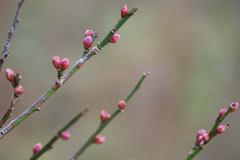 赤く染まる蕾