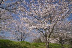 城下・田園のさくら咲く☆彡