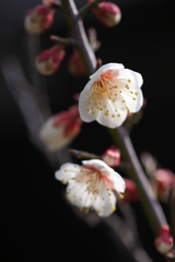 鎮守の森にて☆彡