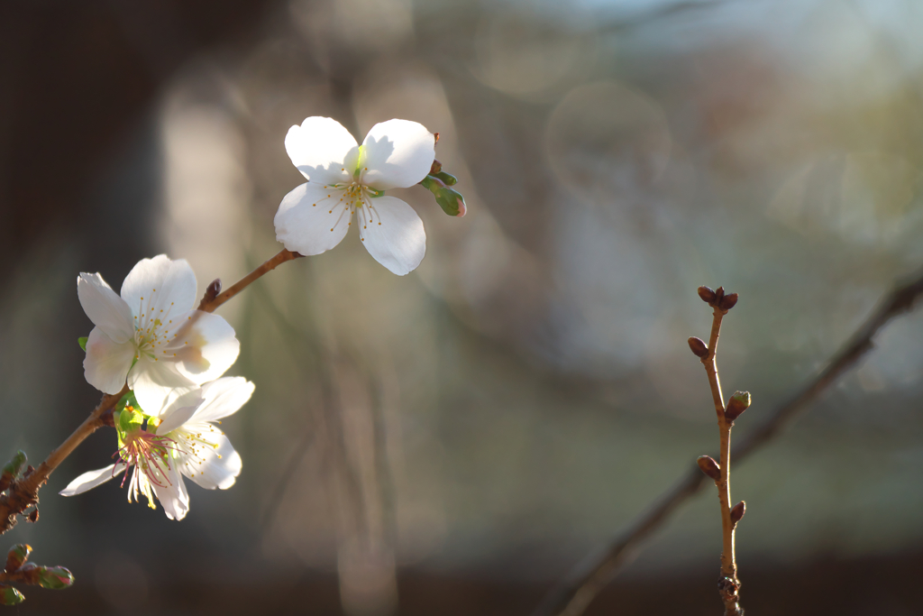 自然のアルバム②☆彡