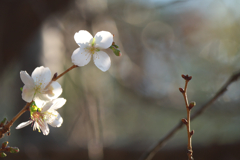 自然のアルバム②☆彡