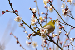 里山白梅の咲く頃☆彡