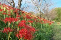 彼岸花の咲く頃②