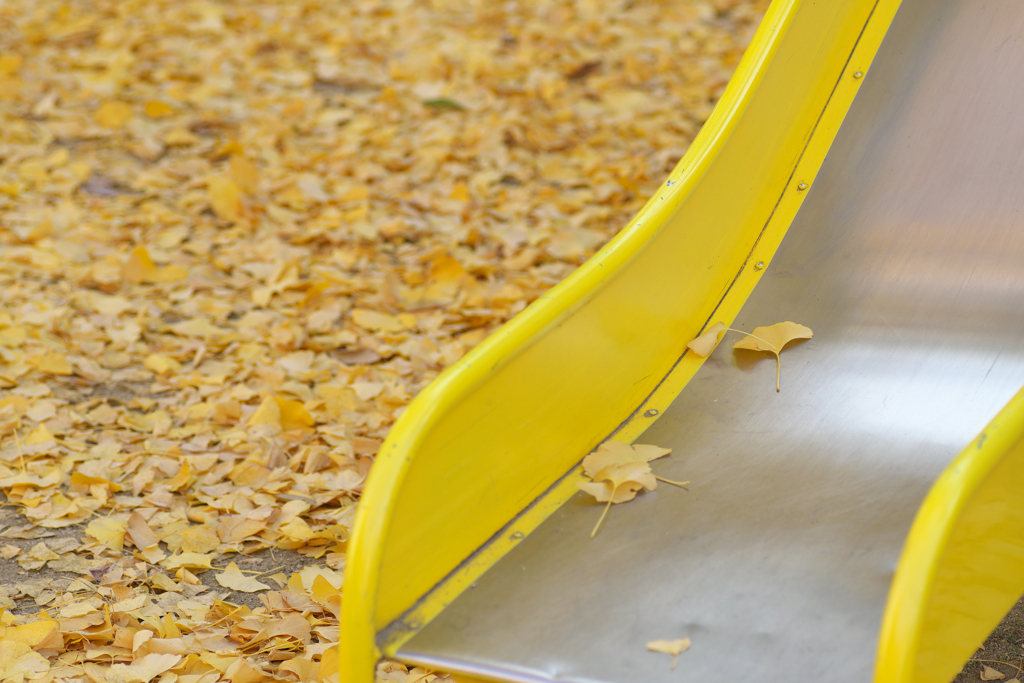 晩秋、銀杏の輝き☆彡