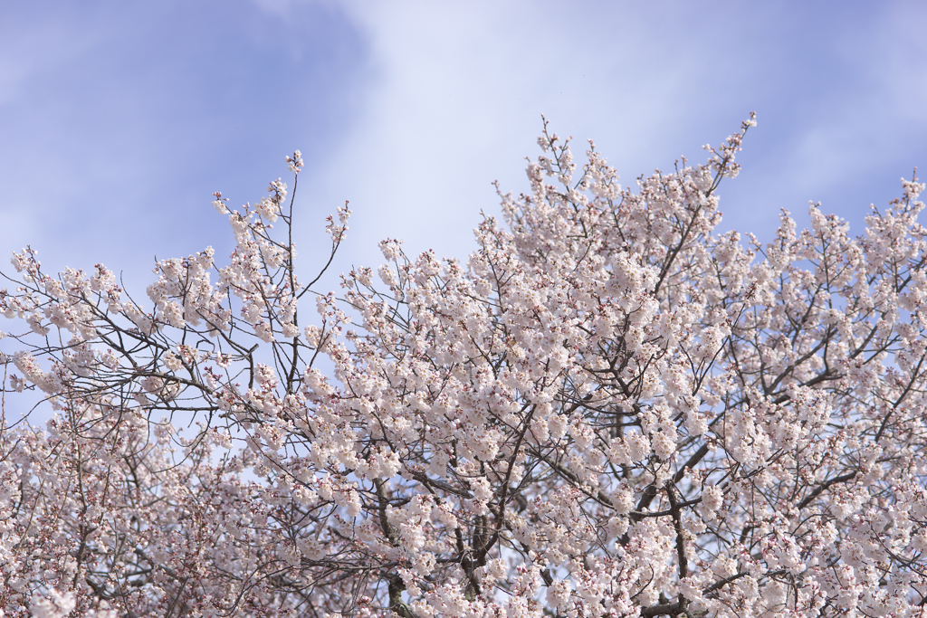 江戸彼岸桜