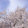 江戸彼岸桜