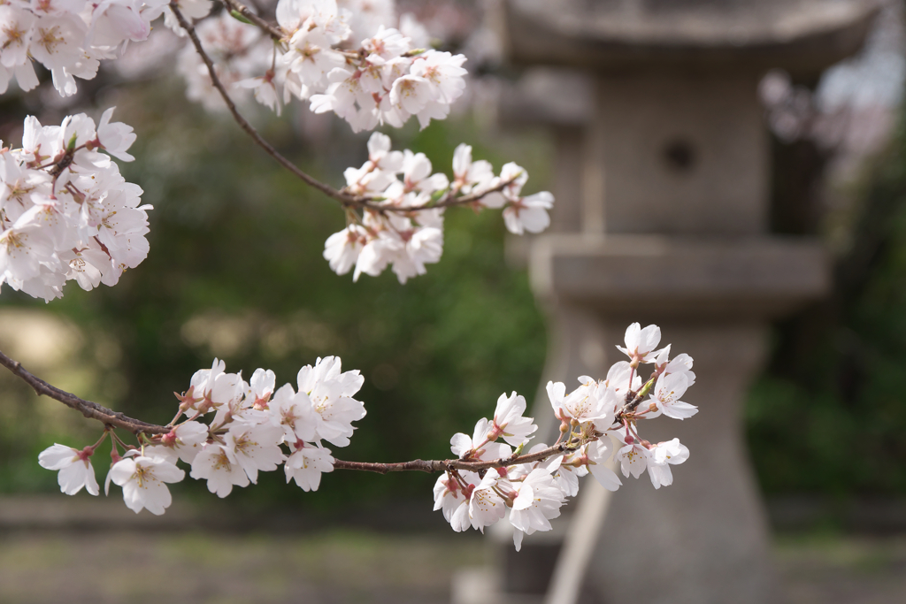 城下の桜☆彡