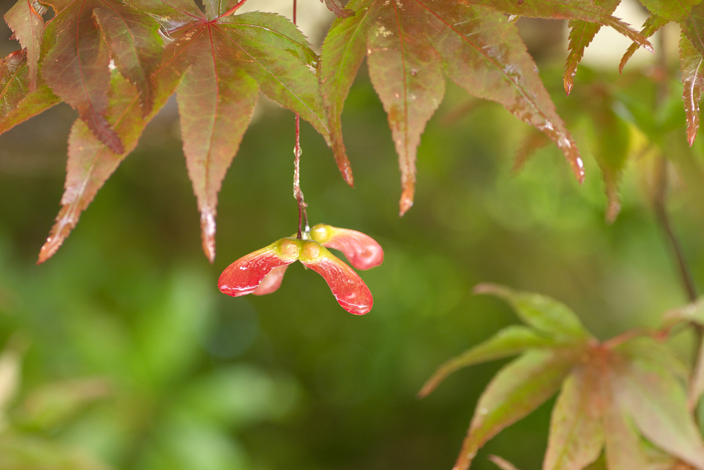 雨に濡れるプロペラ