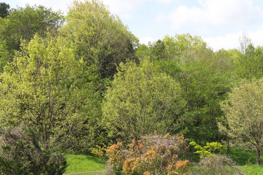 新緑のコナラ林