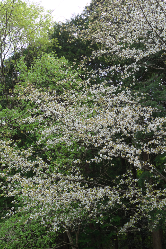 アラカワニオイ？