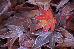 DSC_9345.jpg