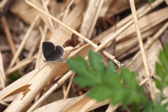 ツバメシジミ雌