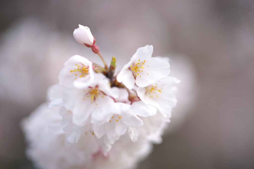 江戸彼岸桜