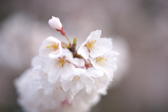 江戸彼岸桜