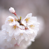 江戸彼岸桜
