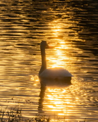夕日の中の白鳥
