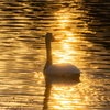 夕日の中の白鳥