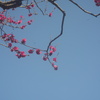 紅梅