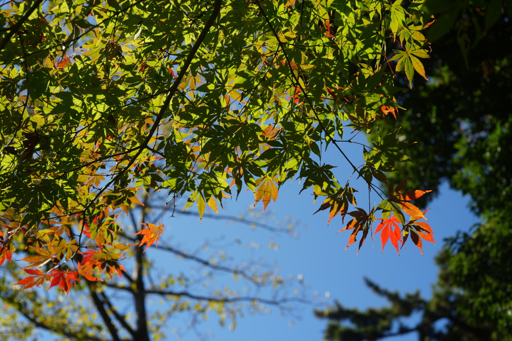紅葉初め