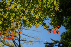 紅葉初め