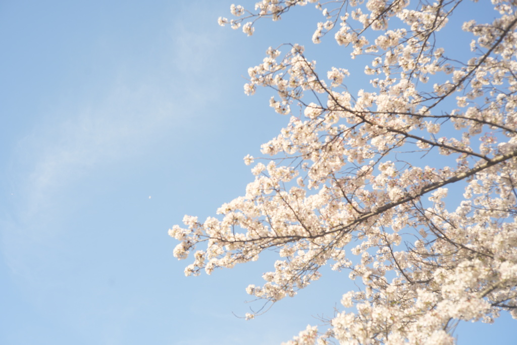 ピンボケ桜